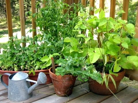 Bàsics de la jardineria